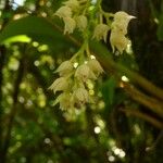 Polystachya cultriformis Flower