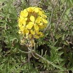 Sisymbrium austriacum Flower