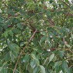 Sclerocarya birrea Хабит