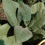 Nicotiana tabacumLeaf