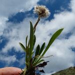 Antennaria carpatica Flower