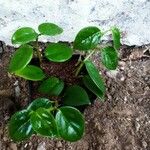 Peperomia scandens Liść