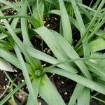 Allium longispathum برگ