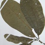 Endlicheria chalisea