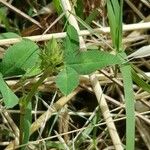 Trifolium vesiculosum Leaf