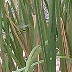 Chrysopogon zizanioides Leaf