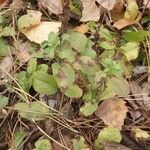 Veronica officinalis Leaf