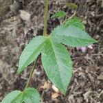 Passiflora tarminiana Leaf