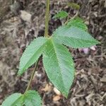 Passiflora tarminiana Blad