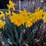 Narcissus pseudonarcissus Blomst