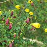 Bauhinia tomentosa 花