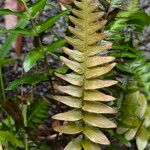 Blechnum appendiculatum 葉