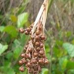 Juncus maritimus Fruit