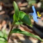 Commelina ensifolia 花