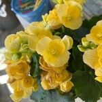 Begonia grandisFlower