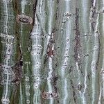 Acer davidii 樹皮