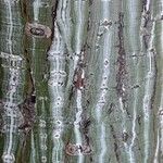 Acer davidii Écorce