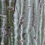 Acer davidii Bark