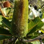Banksia robur फूल