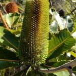 Banksia robur Цвят