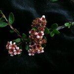 Spiraea arcuata Облик