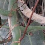 Spathiphyllum cannifolium Bark