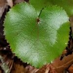 Galax urceolata Leaf