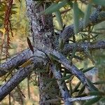 Podocarpus totara Corteza