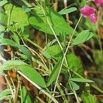 Lathyrus tuberosus Habit