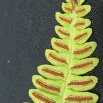 Blechnum polypodioides Іншае