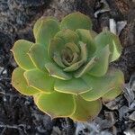 Aeonium valverdense 葉