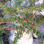 Berberis mucrifolia Habit