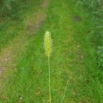 Setaria viridis Blomma