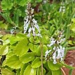 Plectranthus verticillatus Çiçek
