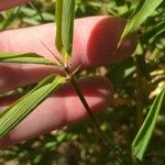 Phyllostachys aurea Blatt