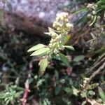 Atriplex patula Blad