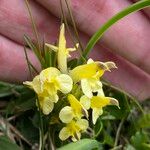 Pedicularis oederi برگ