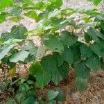 Clerodendrum infortunatum Blad