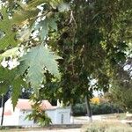 Platanus orientalis Frunză