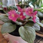 Saintpaulia ionantha Flor