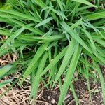 Hemerocallis lilioasphodelusLapas