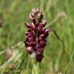 Anacamptis coriophora Flor