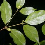 Cassipourea elliptica Levél