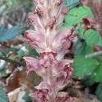 Orobanche rapum-genistae Flor