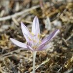 Colchicum pusillum Habitus