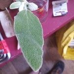 Phlomis purpurea Leaf