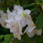 Rhododendron decorum Flor