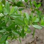 Lumnitzera racemosa Leaf