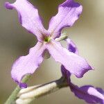 Matthiola fruticulosa फूल