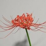 Lycoris radiataКветка